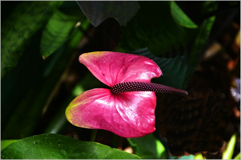 Red Toungue Flower